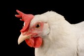 Portret van Witte Leghorn kip