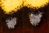 Vleugeldetail van Rouwmantel
