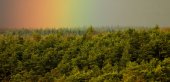 Regenboog over bos
