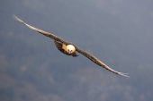 Lammergier in vlucht