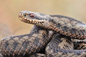 Adder