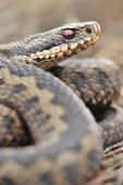 Adder