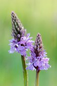 Gevlekte orchis