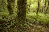 Dubbelloof in Iers bos