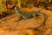 Parelhagedis