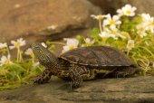 Moorse beekschildpad