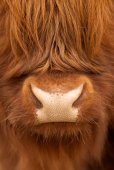 Schotse hooglander