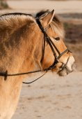 Fjordenpony