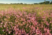 Echte koekoeksbloem rond de Blankaart