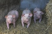 3 biggetjes op een rij