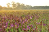 Natuurreservaat De Leiemeersen