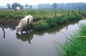 Drinkende koe