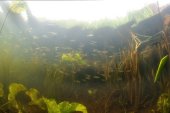 Onderwaterlandschap Boezemkade