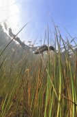 Kamsalamander onder water
