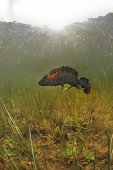Kamsalamander onder water