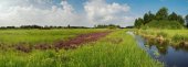 Bloemrijk grasland in de Wieden