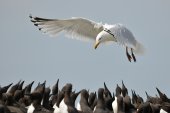 Zilvermeeuw belaagt zeekoeten