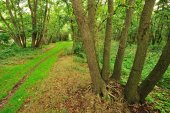 Wandelpad in de Houtsaegerduinen