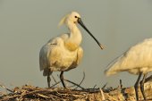 Lepelaar bij nest