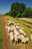 Scheldedijkbegrazing
