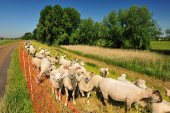 Scheldedijkbegrazing
