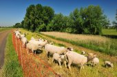 Scheldedijkbegrazing