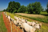 Scheldedijkbegrazing