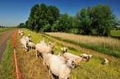 Scheldedijkbegrazing