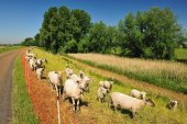 Scheldedijkbegrazing