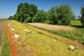Scheldedijkbegrazing
