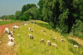 Scheldedijkbegrazing