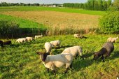 Durmedijkbegrazing