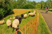 Durmedijkbegrazing
