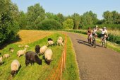 Durmedijkbegrazing