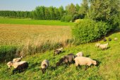 Durmedijkbegrazing