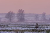 Volwassen zeearend in avondlicht
