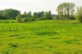 Springels in de Kalkense meersen