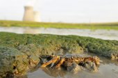 Wolhandkrab langs de Schelde