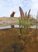Hooglander heeft dorst