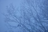 Koppel Raven in ochtendmist