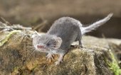 Wimperspitsmuis