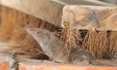 Huisspitsmuis