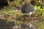 Waterspitsmuis