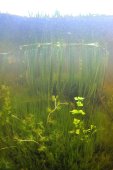 Onder water in de Westhoek