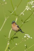 Zingende vink