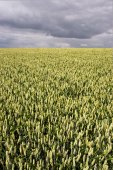 Donkere wolken boven graanveld