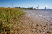 Slikken en schorren aan de Schelde