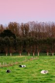 Koeien in de avondgloed