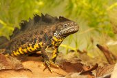 Mannetje Kamsalamander
