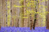 Ontluikende beuken in de lente